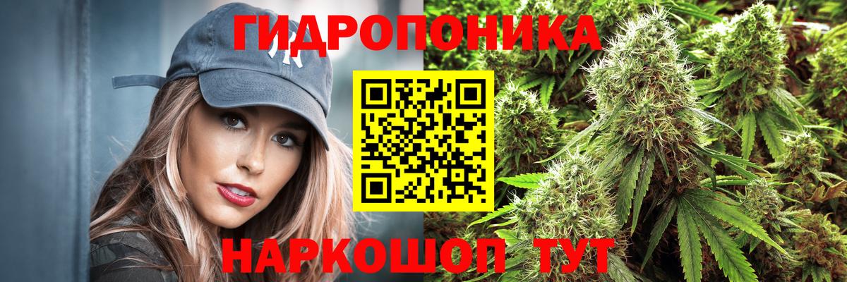 Бошки марихуана Bruce Banner  Вход с VPN  Канабис конопля  Канабис марихуана  Апатиты 